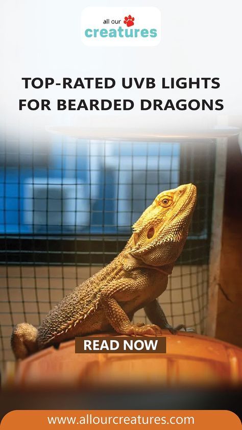 Discover the best UVB light for your Bearded Dragon's health and happiness. Proper lighting is crucial for their growth and development. Don't settle for a regular light bulb - give your pet the care they deserve. Bearded Dragon Care, Pet Dragon, Growth And Development, Diet Guide, Health And Happiness, Health Habits, Don't Settle, Happy And Healthy, Pet Life