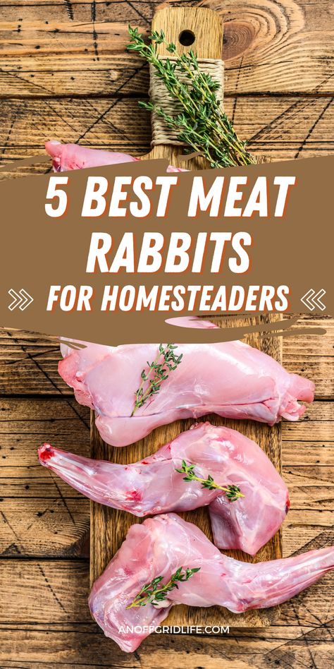 5 Best Meat Rabbits for Homesteaders Raise Rabbits For Meat, Raising Lambs For Meat, Best Meat Rabbit Breeds, How To Raise Meat Rabbits, Recipes With Rabbit Meat, Meat Rabbit Set Up, Rabbit Meat Recipes, Meat Rabbits Housing, Rabbit Recipes Easy