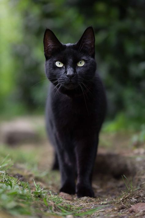 Black Shorthair Cat, Black Cat Photoshoot, Black Cat Pictures, Majestic Cat, Black Cat Face, Cat Yawning, Cat Gym, Money Cat, Cats Black