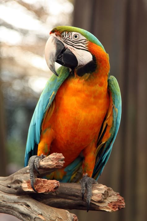 Catalina Macaw, Best Pet Birds, Beautiful Parrots, Parrots Art, Birds Parrots, Macaw Parrot, Parakeets, Parrot Bird, Bird Pictures