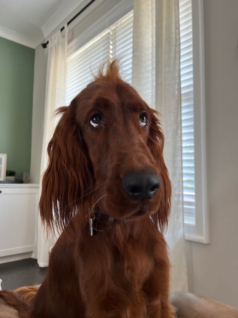 Irish Red Setter Aesthetic, Irish Setter Aesthetic, Irish Dog Breeds, Aggressive Dog Breeds, Irish Setter Puppy, Irish Red Setter, Red Setter, Irish Setter Dogs, Irish Setters