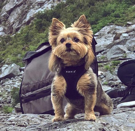 30 Pics Of Dogs With Mullets That Are Making The Internet Confused Dog Mullet Haircut, Dog Mullet, Yorkshire Terrier Grooming, Yorkie Hairstyles, Pics Of Dogs, Dog Caricature, Yorkie Haircuts, Dog Trends, Creative Grooming