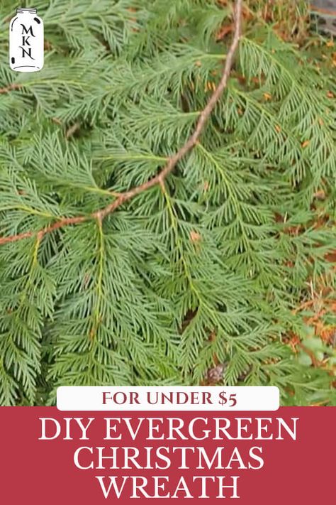 Learn how to make an old-fashioned evergreen wreath for your home this Christmas using natural elements in your yard with or without a wreath form. In true pioneer spirit, you can have beautiful, fresh Christmas decor all over your home for very little money (or even FREE!). Diy Christmas Wreaths Evergreen, How To Make A Cedar Wreath, How To Make A Fresh Christmas Wreath, Green Christmas Wreaths Diy, Diy Fresh Christmas Wreath, Diy Cedar Wreath, Cedar Christmas Decorations, Diy Evergreen Wreath, Diy Pine Wreath