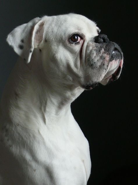 white boxer German Boxer, Boxer Dogs Facts, White Boxer Dogs, Boxer Rebellion, Boxer Bulldog, Boxer And Baby, White Boxers, Boxer (dog), Puppy Kisses