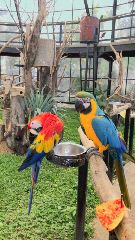 Macaw Enrichment, Parrot Habitat, Parrot Aviary, Macaw Cage, Bird Play Gym, Bird Aviary, Parrot Cage, African Grey Parrot, Beautiful House Plans