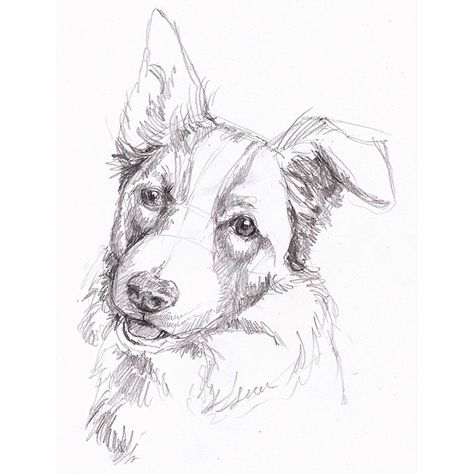 Border collie pencil drawing from an on-line reference photo. Border Collie Sketch Drawings, Simple Border Collie Drawing, Border Collie Sketch, Border Collie Drawing, Drawing Borders, White Border Collie, Dog Portraits Painting, Drawing Competition, Pets Drawing