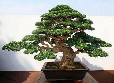 Fukien Tea Types Of Bonsai Trees, Bonsai Meaning, Fukien Tea Bonsai, Bonsai Trees For Sale, Japanese Bonsai Tree, Pre Bonsai, Bonsai Tree Types, Beautiful Bonsai, Bonsai Tree Care