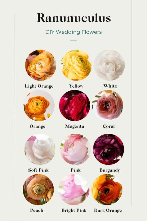 Pink Flower Names, Ranunculus Wedding, Orange Ranunculus, Ranunculus Bouquet, Ranunculus Flowers, Flower Guide, Flower Names, Diy Wedding Flowers, Diy Brides