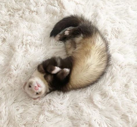 European Polecat, White Ferret, Baby Ferrets, Funny Ferrets, A Ferret, Pet Ferret, Cute Ferrets, Be Curious, Image Swag