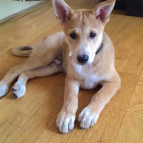 Canaan Dog Breed Picture Dog Breed Mixes, Canaan Dog, Carolina Dog, Dog Breeds Pictures, Every Dog Breed, Dog Mixes, Dog Information, Love My Dog, Aggressive Dog