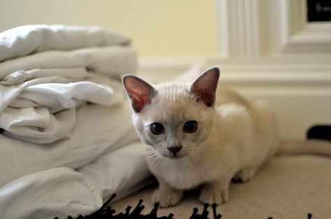 ❤️Alvin the lilac burmese kitten European Burmese, Burmese Kittens, Burmese Cat, Cuddly Animals, All About Cats, Burmese, Crazy Cat Lady, Crazy Cats, Cat Lady