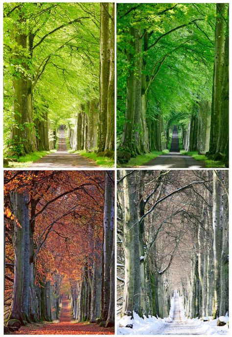 Four Seasons Painting, 자작나무 그림, Four Seasons Art, Beech Trees, Seasons Photography, National Park Photos, Seasons Art, Seasons Of The Year, After Photos