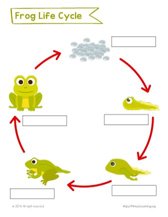 In this worksheet, kids will label the stages of the life cycle of the frog. You can use a frog life cycle anchor chart or life cycle cards as a reference for your students. Both versions of this worksheet available: in color and black and white. Frog Life Cycle Anchor Chart, Frog Cycle, Frog Life Cycle Printable, Cycle Pictures, Free Science Worksheets, Articles For Kids, Frog Life Cycle, Phonics Reading Passages, Animal Life Cycles