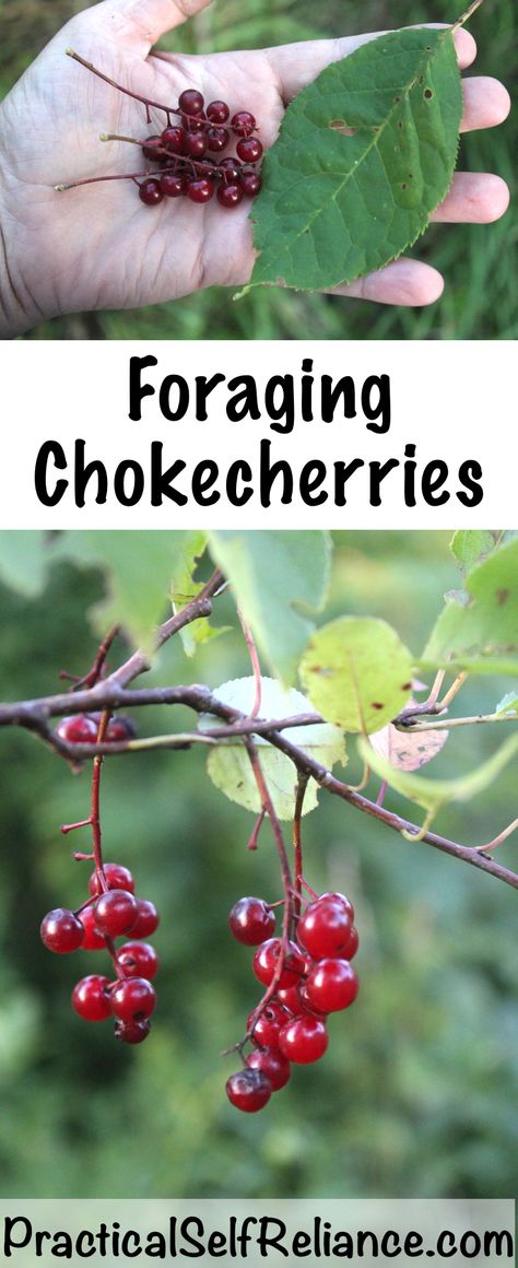 One of my absolute favorites! Foraging Chokecherries ~ Identifying and Using Chokecherries Summer Foraging, Foraging For Beginners, Highbush Cranberry, Wild Foraging, Chicken Of The Woods, Wild Food Foraging, Foraging Recipes, Edible Wild Plants, Foraged Food