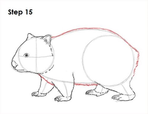 Wombat 15 Wombat Drawing, Animal Pottery, Australian Mammals, Animal Tutorial, Drawing Instructions, Character Model, Diy Watercolor Painting, Model Sheet, Australian Animals