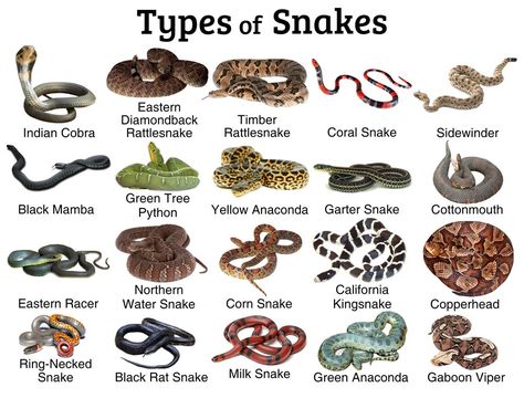 Different Kinds Of Snakes, Different Types Of Snakes, Snake Types, Snake Information, Snake Names, Types Of Snakes, Snake Meaning, Snake Breeds, Indian Cobra