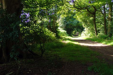 Walks in Delamere Forest - Sandstone Trail Green Tunnel, Forest Walk, A Level Art, On The Edge, Trail Running, The Edge, Country Roads, Walking, Forest