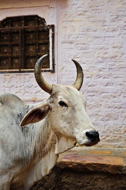 Holy Cow! Gau Mata, Indian Cow, Jaisalmer Fort, Cow Photography, Bull Cow, Concept Art Tutorial, Cow Pictures, Domestic Animals, Vintage India