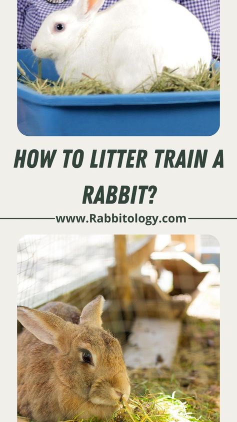 Potty Training Rabbits, How To Potty Train A Rabbit, Diy Bunny Litter Box House Rabbit, Bunny Potty Training, How To Potty Train A Bunny, Bunny Checklist, Litter Box Training Rabbits, Litter Training Rabbits, Bunny Litter Box