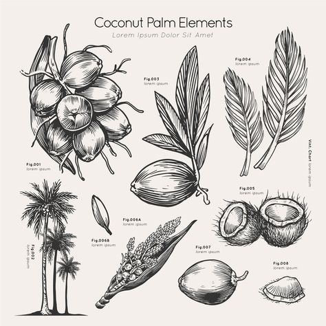 Coconut palm elements hand drawn Free Ve... | Free Vector #Freepik #freevector #vintage #floral #flowers #hand Coconut Illustration Design, Coconut Sketch, Coconut Tree Drawing, Coconut Vector, Coconut Flower, Cow Tattoo, Coconut Leaves, Furniture Design Sketches, Coconut Palm Tree