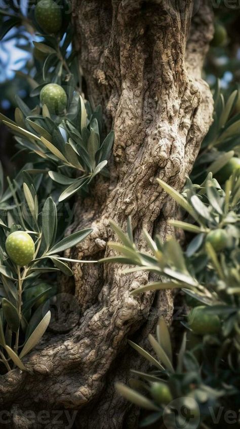 AI Generative Detail of black olives growing in the olive tree Ancient Olive Tree, Olive Trees Aesthetic, Olive Tree Aesthetic, Trees Aesthetic, Olive Plant, Art Final, Tree Tree, Black Olives, Character Aesthetics