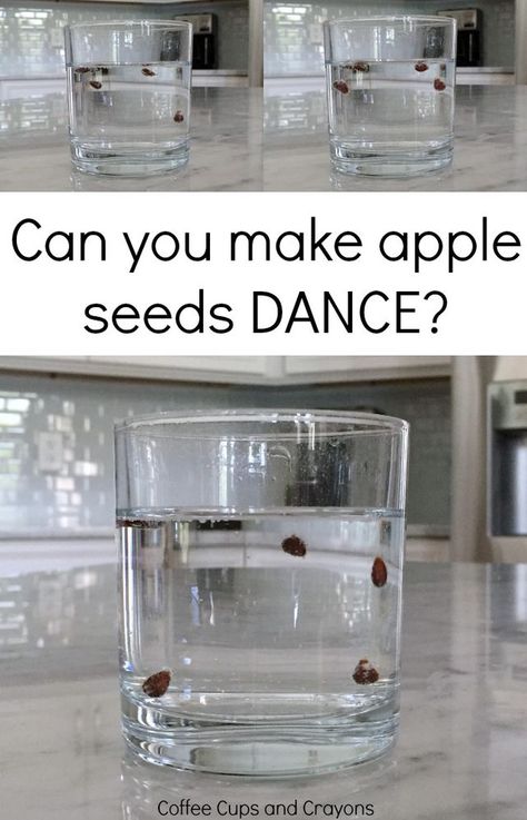 Apple Seed Science Experiment | coffeecupsandcrayons | Bloglovin’ Apple Science Experiments, Seed Science, Apple Science, Apple Week, Preschool Apple Theme, Apple Kindergarten, Fall Science, Apple Lessons, Experiments Kids