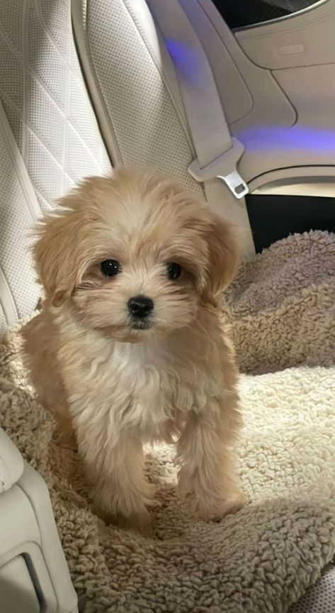 Dogs Group Photo, Rescue Helicopter, Maltipoo Dog, Cavachon Puppies, Cute Teacup Puppies, Cute Small Dogs, Puppy Mom, Very Cute Puppies, Maltipoo Puppy