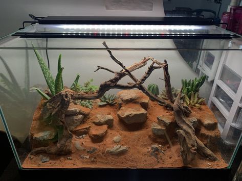 sand aquarium White Sand Aquarium, Sand Aquarium, Brown Sand, Aquascaping, Gecko, Dream Room