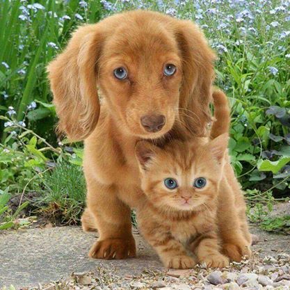 Bigger cousin. Puppy protecting kitten (=^･^=) Puppy And Kitten, Eyes Speak, Raining Cats And Dogs, Animals Friendship, Puppies And Kitties, Kittens And Puppies, Dog And Cat, Cute Animal Pictures, A Puppy