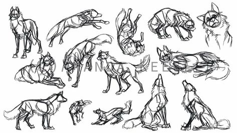 Wolf Pup Drawing Reference, Wolf Drawing Poses, Wolf Poses Drawing, Wolf Poses Reference, Wolf Poses, Dragon Poses, Dog Design Art, Action Poses Drawing, Wolf Book