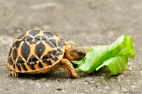 Indian Star tortoise Star Tortoise, Indian Star Tortoise, Russian Tortoise Diet, Kawaii Turtle, Tortoise Food, Tortoise Enclosure, Russian Tortoise, Tortoise Care, Tortoise Habitat