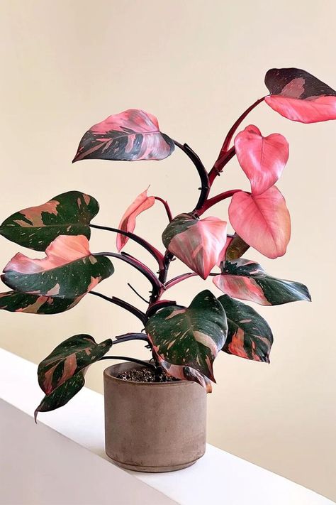 Rare variegated houseplant Philodendron Pink Princess is a favorite in the plant world on Thursd Princess Philodendron, Philodendron Pink Princess, Tanaman Indoor, Plant Goals, Philodendron Plant, نباتات منزلية, Inside Plants, Pink Plant, Variegated Plants