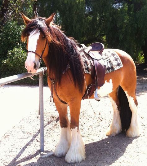 Show Jumping Horses, Cute Horse Pictures, Clydesdale Horses, Barrel Racing Horses, Rodeo Horses, Big Horses, Most Beautiful Horses, Funny Horse, Clydesdale