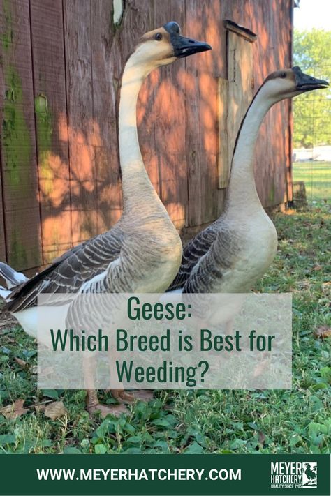 Brown and White Chinese geese have excellent capabilities for weeding and are a top homestead pick because they are also known for their guardian abilities and they lay a good amount of eggs. Note--Weeding geese will not typically touch your mature gardens, berries, or trees, but once they eat all the weeds, what they can reach does become fair game! #goslings #geese #weeding #homesteading #meyerhatchery #farming Backyard Geese, Raising Geese, Keeping Ducks, Geese Breeds, Goose House, Chicken Raising, Duck Farming, Raising Farm Animals, Chicken Farming