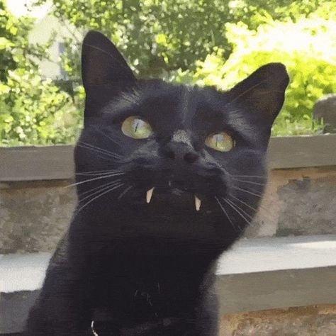 Fluffy Black Cat, Vampire Cat, Cute Cat Memes, Halloween Gif, A Black Cat, Funny Cat Memes, Funny Cute Cats, Cat Gif, Cat Photo