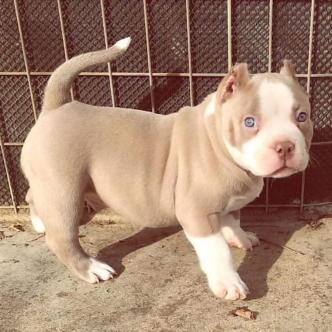 Pitbull Dog Puppy, Animal Lover Quotes, Pitbull Dog Breed, Bully Breeds Dogs, Very Cute Puppies, Really Cute Puppies, Dog Died, Very Cute Dogs, Pretty Dogs