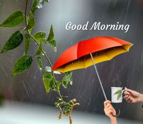 Rainy Good Morning, Good Morning Rainy Day, Good Morning Cartoon, Latest Good Morning Images, Good Morning Msg, Latest Good Morning, Good Morning Greeting Cards, Good Morning Coffee Gif, Good Morning Images Download