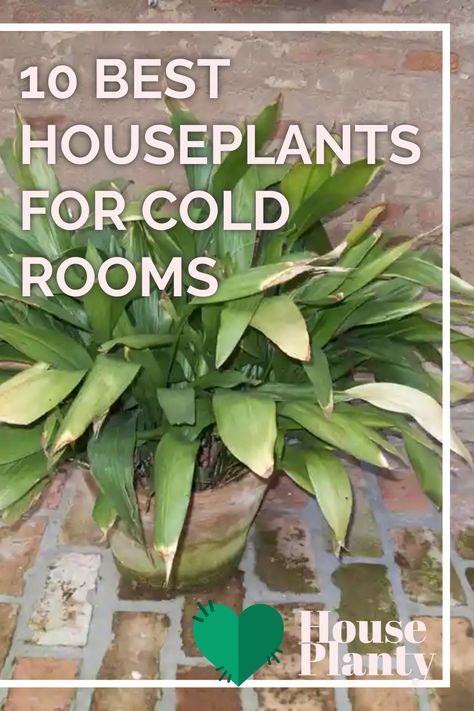 Discover the best houseplants for cold rooms to beautify your space all year round. From resilient succulents to vibrant snake plants, find your perfect indoor oasis! Transform your chilly room into a cozy haven with these cold-tolerant green wonders. Winter-proof your home with these must-have indoor plants. Cold Tolerant House Plants, Bringing Plants Indoors For Winter, Plants For Cold Rooms, Decorating With Plants Indoors, Humidity Plants, House Plants Aesthetic, Plant Goddess, Easiest Flowers To Grow, Best Houseplants