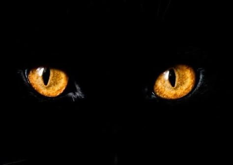 Cody Evans - The amber color of the cat eyes are are complemented by the black surrounding. Cat Mood, Halloween Greeting Card, Cats Black, White Tree, Cats Love, Cat Eyes, Cat S, Red Eyes, Beautiful Cat