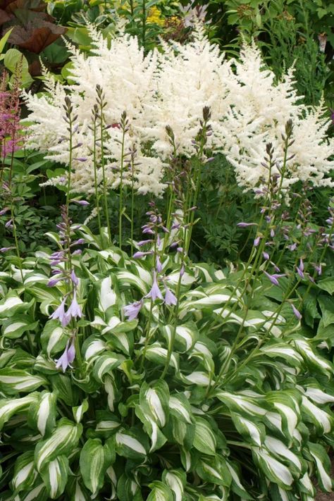 Astilbe And Hydrangeas, Hosta And Astilbe Shade Garden, Astilbe Landscaping, Astilbe And Hosta Garden, Shady Garden Ideas, Astilbe Garden, Mcm Garden, Backyard Path, Wet Garden