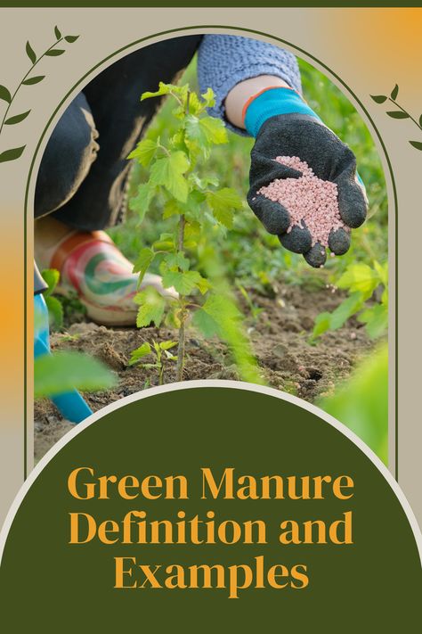 Discover the magic of green manure! Transform your garden into a thriving paradise with these eco-friendly cover crops. Improve soil health, reduce weeds, and boost plant growth naturally. Dive into our comprehensive guide on giyplants.com to unlock the full potential of green manure in your gardening journey. Green Manure, How To Make Green, Cover Crops, Sustainable Farming, Soil Health, Soil Improvement, Plant Growth, Full Potential, Gardening Tips