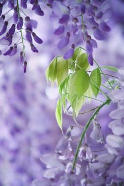 Wisteria Lane, Lavender Green, All Things Purple, Purple Lilac, Purple Aesthetic, Delicate Flower, Wisteria, Shades Of Purple, Beautiful Photography