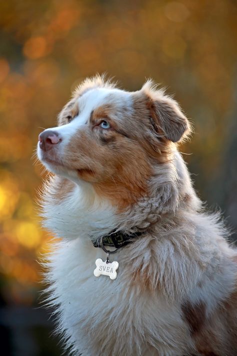 Australian Shepherd Aesthetic, Mini Aussies, Aussie Shepherd, Aussie Puppies, Australian Shepherd Puppies, Aussie Dogs, Super Cute Puppies, Dream Dog, Australian Shepherd Dogs