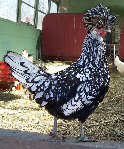 Silver-laced Polish chicken....The Polish (Also called the Poland) is a European breed of chicken known for its crest of feathers. In addition to combs, they are adorned with large crests that nearly cover the entire head. This crest limits their vision. This can affect their temperament, and so, though normally tame, they may be timid and easily frightened. Rooster Breeds, Polish Chicken, Mini Animals, Backyard Chicken Farming, Rooster Art, Guinea Fowl, Oil Pastel Paintings, Poultry Farm, Chicken Breeds