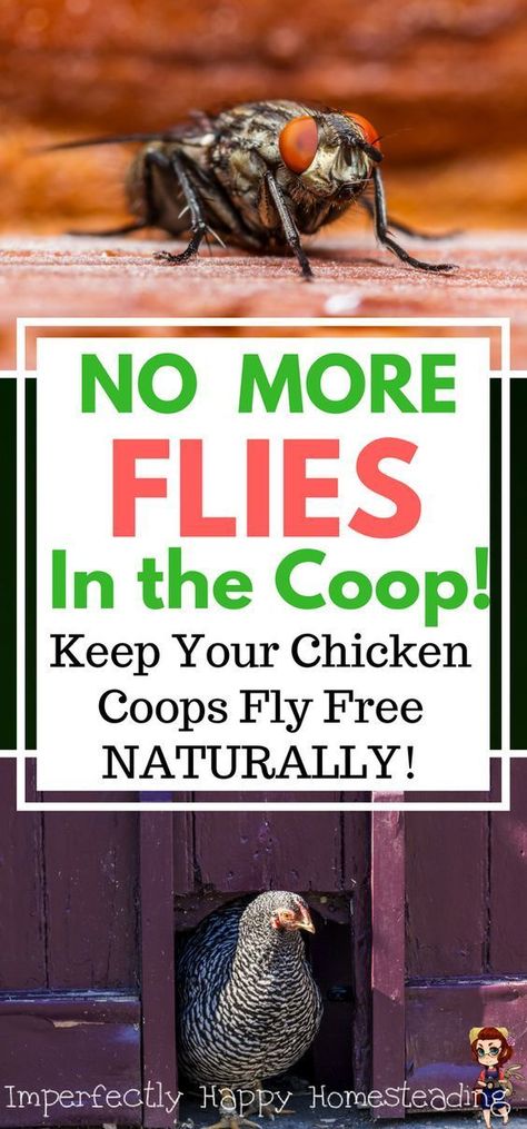 No More Flies in the Coop! Keep your chicken coops fly free naturally. Healthy backyard chickens are happy hens! Reban Ayam, City Chicken, Chicken Barn, Portable Chicken Coop, Chicken Tractors, Backyard Chicken Farming, Coop Design, Best Chicken Coop, Raising Backyard Chickens