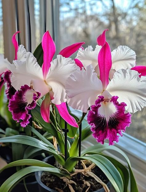 Cattleya Orchids, Special Plants, Lady Slipper Orchid, Cattleya Orchid, Exotic Orchids, Good Morning Flowers Pictures, Leafy Plants, Boquette Flowers, Fruit Flowers