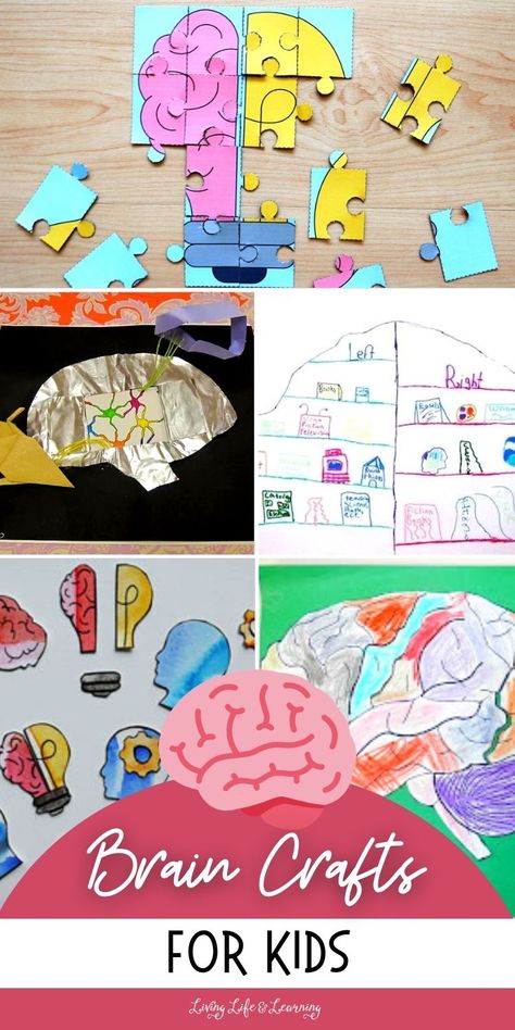 Brain Crafts For Kids, The Brain For Kids, Brain Project, Human Body Lesson, Biology For Kids, Nervous System Activities, Brain Models, Brain Craft, Human Body Activities