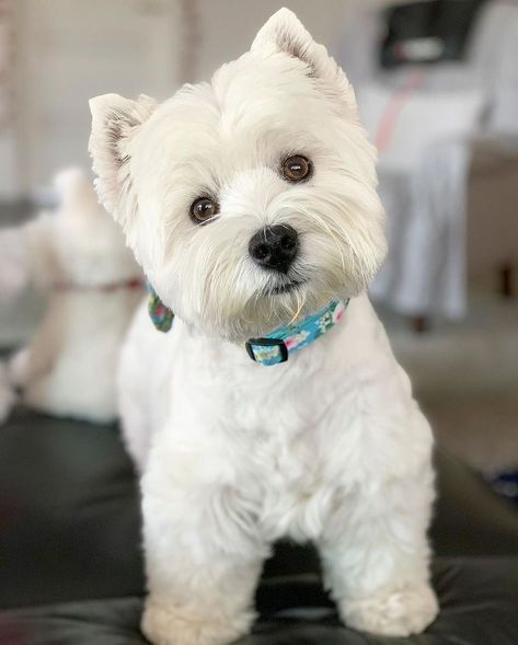 Working Dogs Breeds, Head Tilt, Westie Puppies, Cutest Dog Ever, Westie Dogs, Australian Shepherds, West Highland White, West Highland Terrier, White Terrier