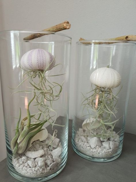 Air Plant Art, Air Plants Diy, Hanging Jellyfish, Air Plants Decor, Art Coquillage, Air Plant Display, Air Plant Terrarium, Deco Nature, Inside Plants