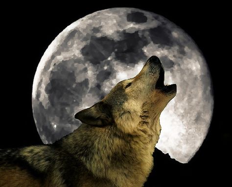 I have been known to howl at the moon...  Toby Keith  Smart whoever pined this before me   And wolfs are my favoriteist animal Pink Floyd Comfortably Numb, Native American Wolf, Howl At The Moon, Wolf Pictures, Beautiful Wolves, Wolf Moon, Grey Wolf, Bad Wolf, Wolf Howling